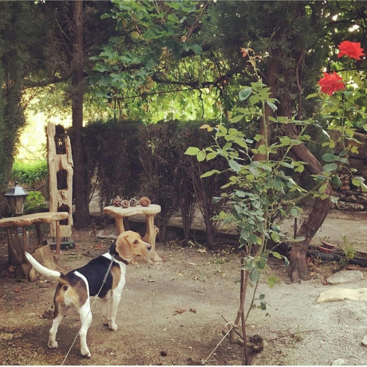 Villa Ignacia B&B - Naturaleza Entre Ronda Y Setenil アリアテ エクステリア 写真